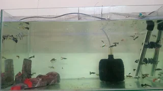 Show guppies now available