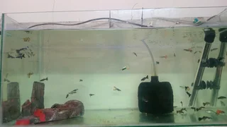 Show guppies now available