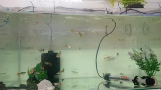 Show guppies now available