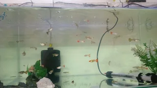 Show guppies now available
