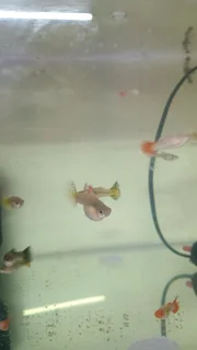 Show guppies now available
