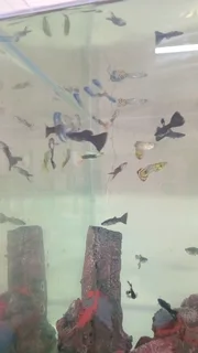 Show guppies now available