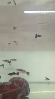 Show guppies now available