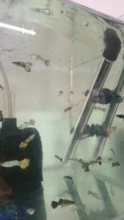 Show guppies now available