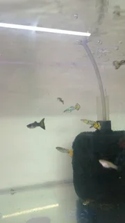 Show guppies now available