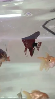Angel fish available