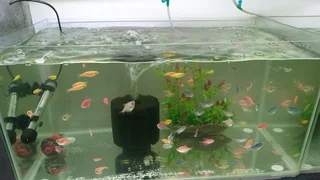 Glowing widows tropical fish