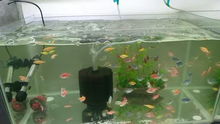 Glowing widows tropical fish