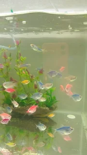 Glowing widows tropical fish