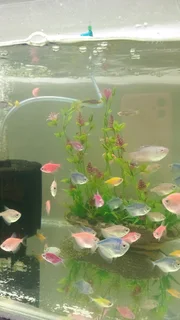 Glowing widows tropical fish