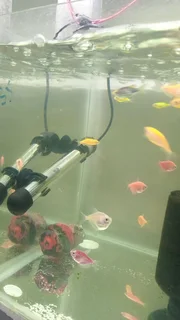 Glowing widows tropical fish