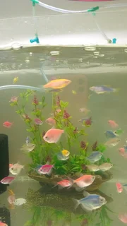 Glowing widows tropical fish