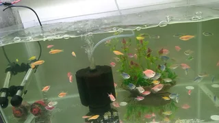 Glowing widows tropical fish