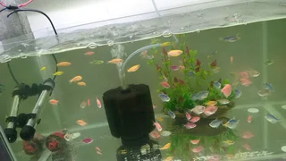 Glowing widows tropical fish