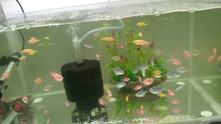 Glowing widows tropical fish