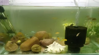 Malawi cichlids fish