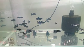 Black mollies tropical fish