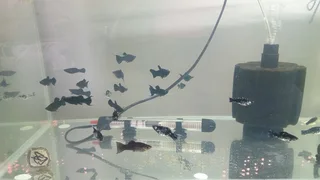 Black mollies tropical fish