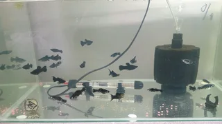 Black mollies tropical fish