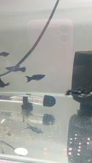 Black mollies tropical fish