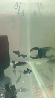 Black mollies tropical fish