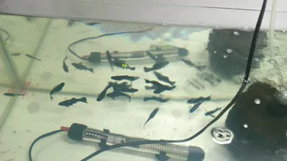 Black mollies tropical fish