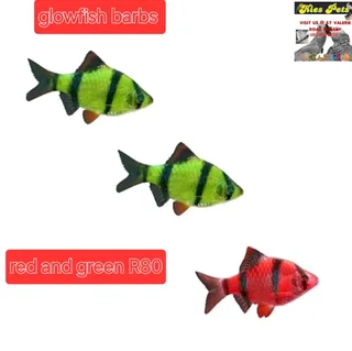 Glowfish now available