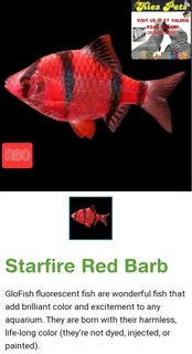 Glowfish now available