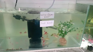 Glowfish now available