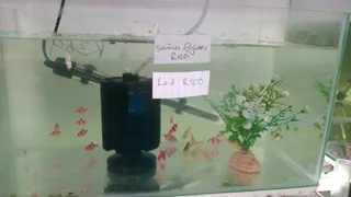 Glowfish now available