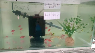 Glowfish now available