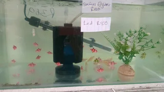 Glowfish now available