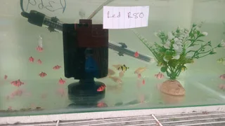 Glowfish now available