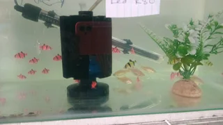 Glowfish now available