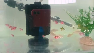 Glowfish now available