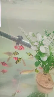 Glowfish now available