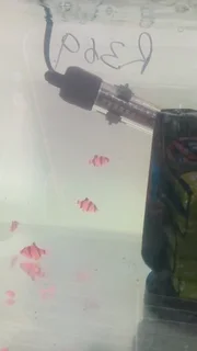 Glowfish now available