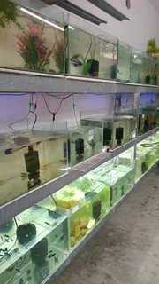 Glowfish now available