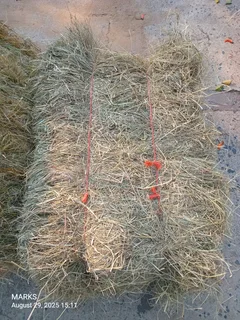 Hay bales for livestock