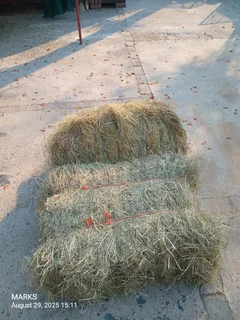 Hay bales for livestock