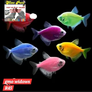 Tropical fish now available