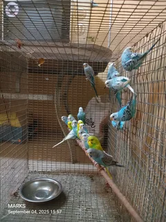 Budgies now available