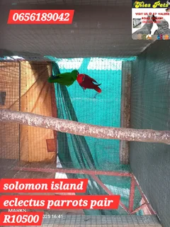 eclectus parrots pair available