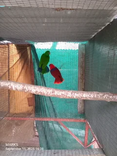 eclectus parrots pair available