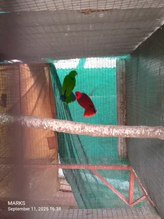 eclectus parrots pair available