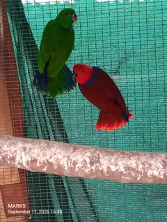 eclectus parrots pair available