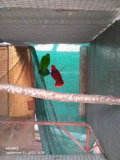 eclectus parrots pair available