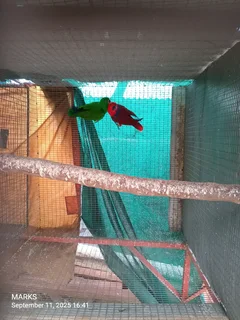 eclectus parrots pair available