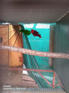 eclectus parrots pair available