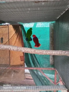 eclectus parrots pair available